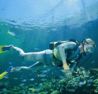 Manta Ray Bommie Dive Site - Accommodation Ballina