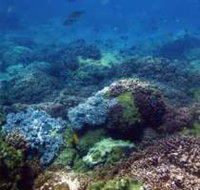 Hoffman's Rocks Dive Site - Accommodation Ballina