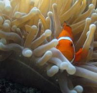 Flat Rock Dive Site - Accommodation Ballina