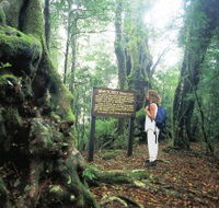Tooloona Creek circuit - Accommodation Ballina