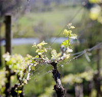 Elan Vineyard and Winery - Accommodation Ballina