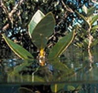 Jawbone Marine Sanctuary - Accommodation Ballina