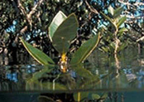 Jawbone Marine Sanctuary - Accommodation Ballina 0