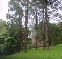 Mount Dandenong Arboretum