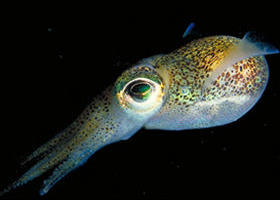 Corner Inlet Marine National Park - Accommodation Ballina 0