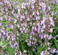 Otway Herbs - Accommodation Ballina