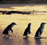 Phillip Island Nature Park - Accommodation Ballina