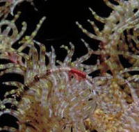 Point Danger Marine Sanctuary - Accommodation Ballina