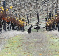 Blue Pyrenees Estate - Accommodation Ballina