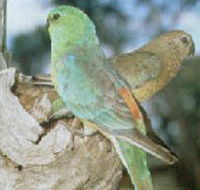 Lake Albacutya Regional Park - Accommodation Ballina