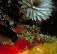 Point Cooke Marine Sanctuary - Accommodation Ballina