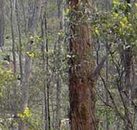 Heathcote-Graytown National Park - Accommodation Ballina