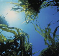 Marengo Reefs Marine Sanctuary - Accommodation Ballina
