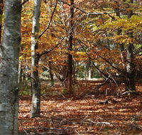 RJ Hamer Arboretum - Accommodation Ballina