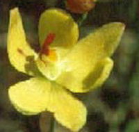 Langwarrin Flora and Fauna Reserve - Accommodation Ballina