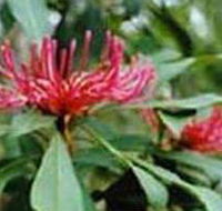 Alfred National Park - Accommodation Ballina