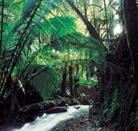 Melba Gully - Accommodation Ballina