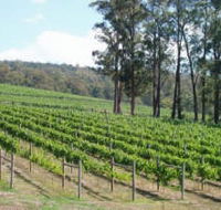 Piedmont Vineyard - Accommodation Ballina