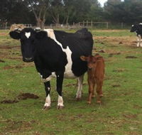 Animal Land Children's Farm - Accommodation Ballina