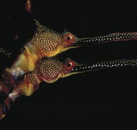Eagle Rock Marine Sanctuary - Accommodation Ballina