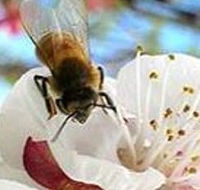 Clayridge Honey - Accommodation Ballina