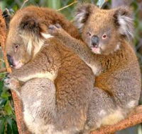 Shoalhaven Zoo - Accommodation Ballina