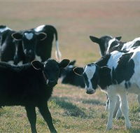 Bodalla Dairy Cheese Factory - Accommodation Ballina