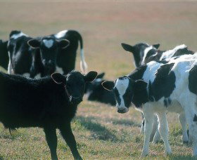 Bodalla Dairy Cheese Factory - Accommodation Ballina 0