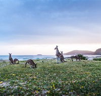 Pebbly Beach - Accommodation Ballina