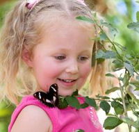 Coffs Harbour Butterfly House - Accommodation Ballina