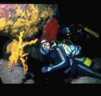 Solitary Islands Marine Park - Accommodation Ballina