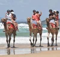 Camel Rides with Coffs Coast Camels - Accommodation Ballina