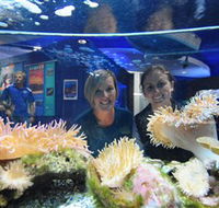 Solitary Islands Aquarium - Accommodation Ballina