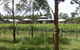Roses Vineyard At Innes View - thumb 3