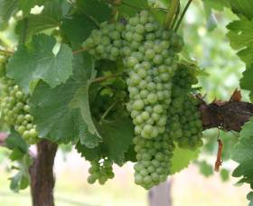 Roses Vineyard At Innes View - Accommodation Ballina 4