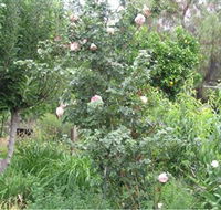 Tombstone Estate Vineyard - Accommodation Ballina