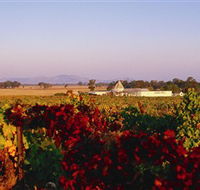Morris Wines - Accommodation Ballina