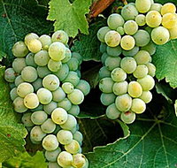 Clover Hill Vineyard - Accommodation Ballina