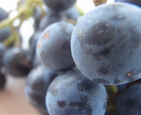 Cannibal Creek Vineyard - Accommodation Ballina 2