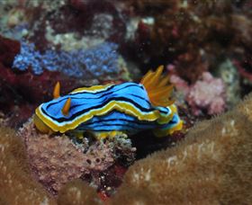 Coral Gardens Dive Site Mooloolaba - Accommodation Ballina 1