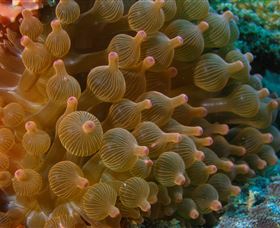 Coral Gardens Dive Site Mooloolaba - Accommodation Ballina 0