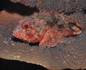 Coral Gardens Dive Site Mooloolaba - Accommodation Ballina 2