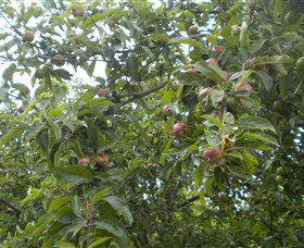 Tin Shed Cider - Accommodation Ballina 1