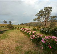 Damasque Rose Oil Farm - Accommodation Ballina