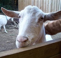 Drysdale Cheeses - Accommodation Ballina