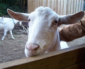 Drysdale Cheeses - Accommodation Ballina 0