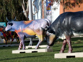 Drysdale Cheeses - Accommodation Ballina 6