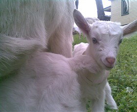 Drysdale Cheeses - Accommodation Ballina 3