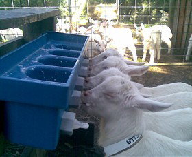 Drysdale Cheeses - Accommodation Ballina 9