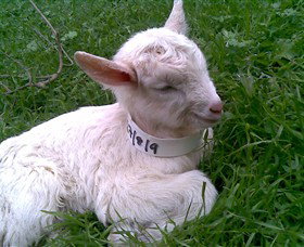 Drysdale Cheeses - Accommodation Ballina 12